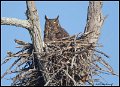 _2SB5911 great-horned owl on nest